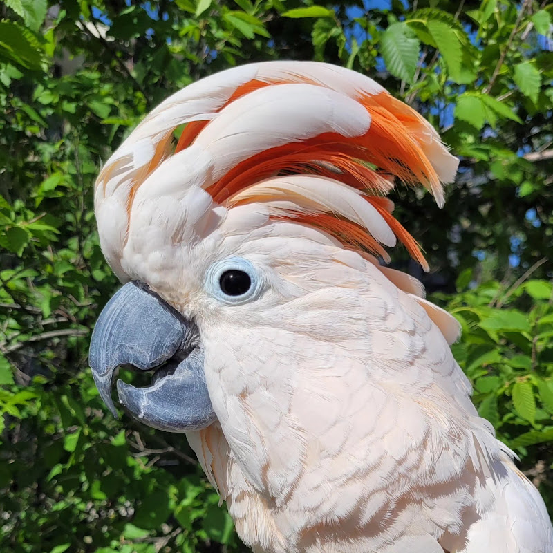 Max The Moluccan