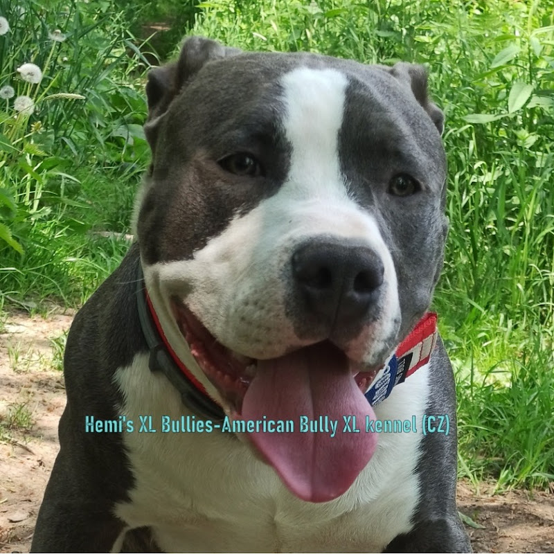 Hemi's XL Bullies-American Bully XL Kennel CZECHIA