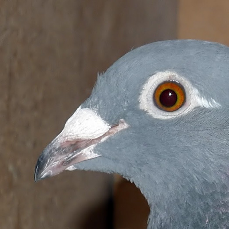 Birdman