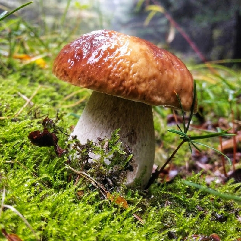 Paweł I Grzyby
