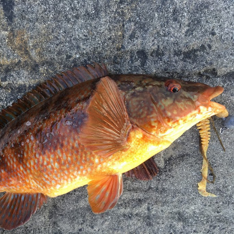 Wild Atlantic Lure Fishing - Ireland