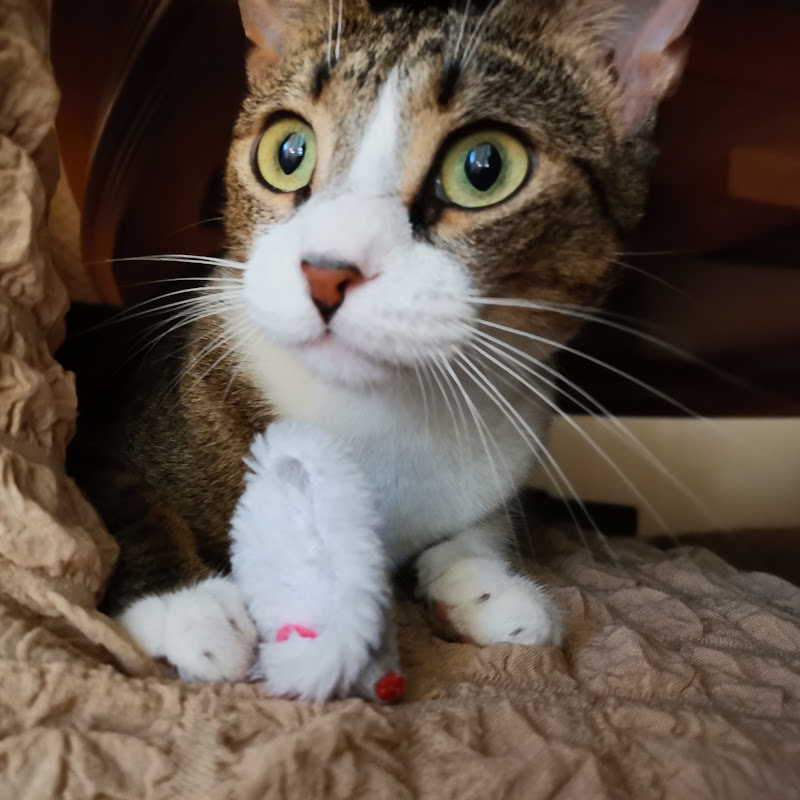 The Apartment Cat