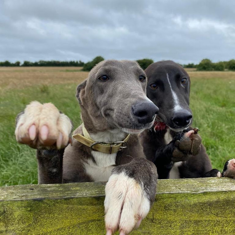 Racing Greyhounds Of Ireland