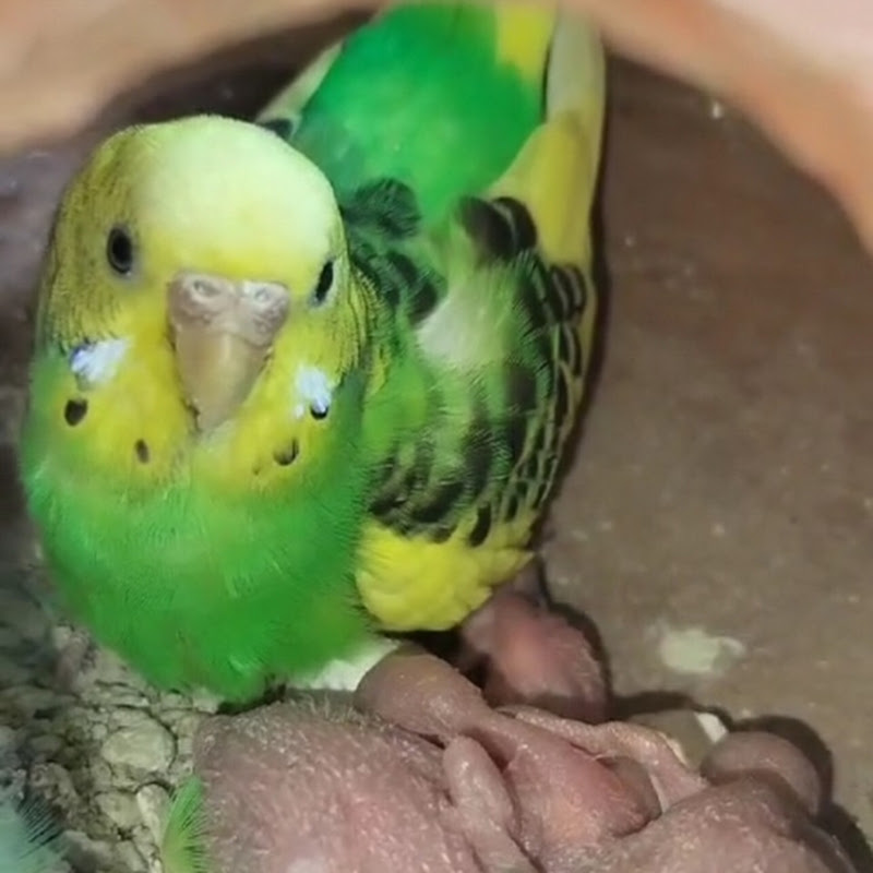 GOSSIP