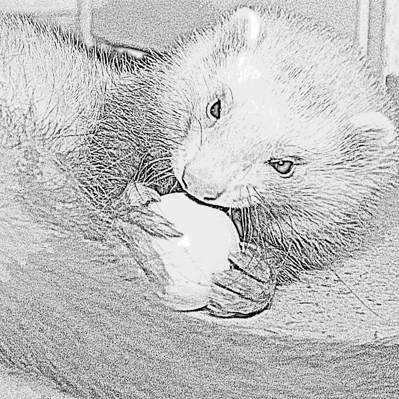 Hungry Gizmo