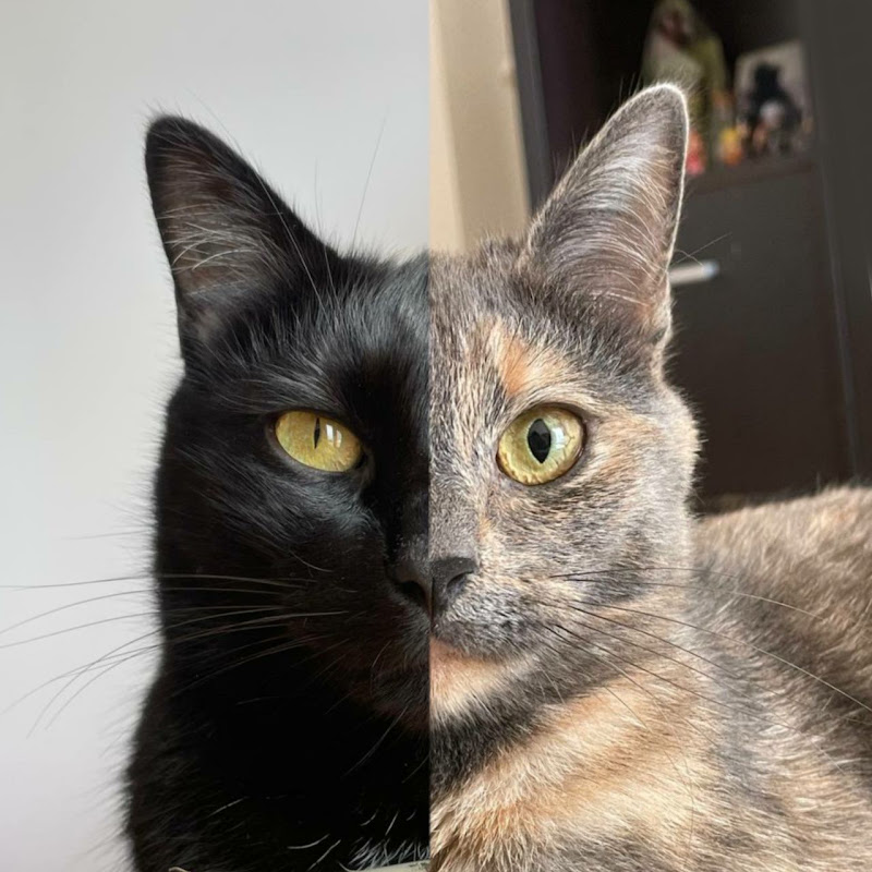 Cat.alekai