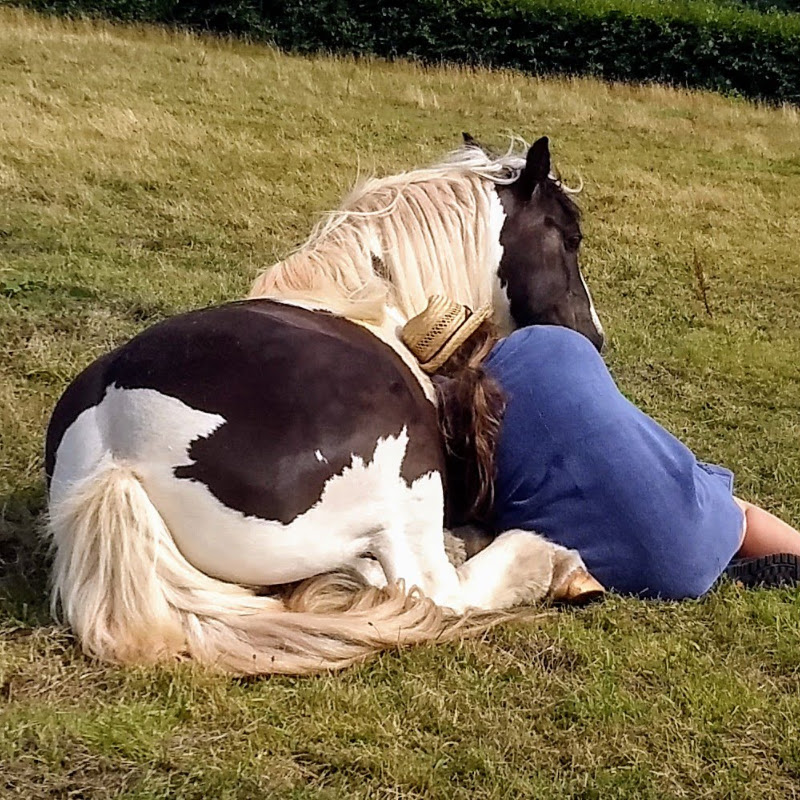 Hanging With Horses
