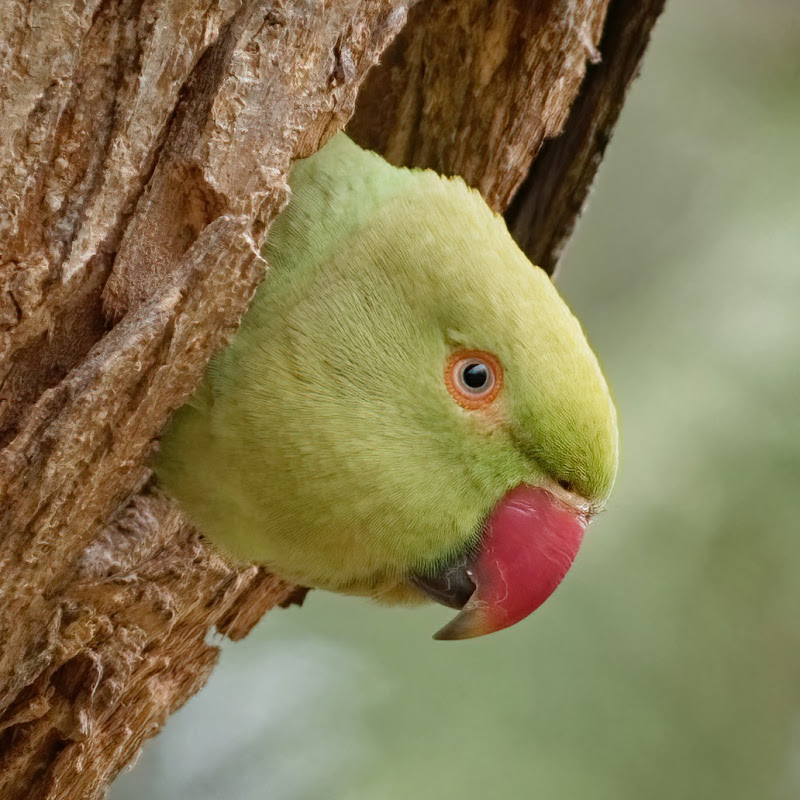 Faune De France
