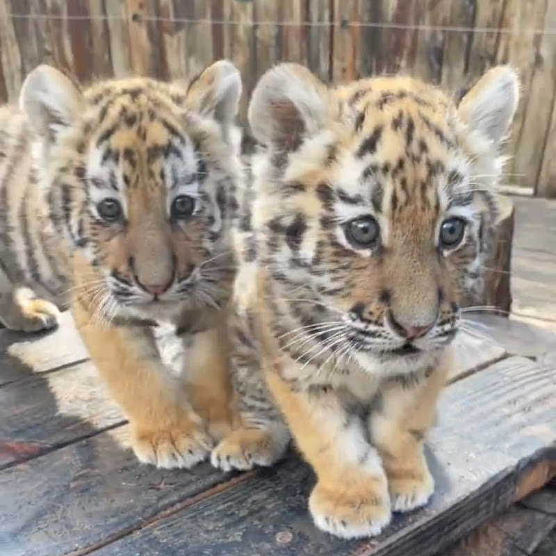 Cute Zoo