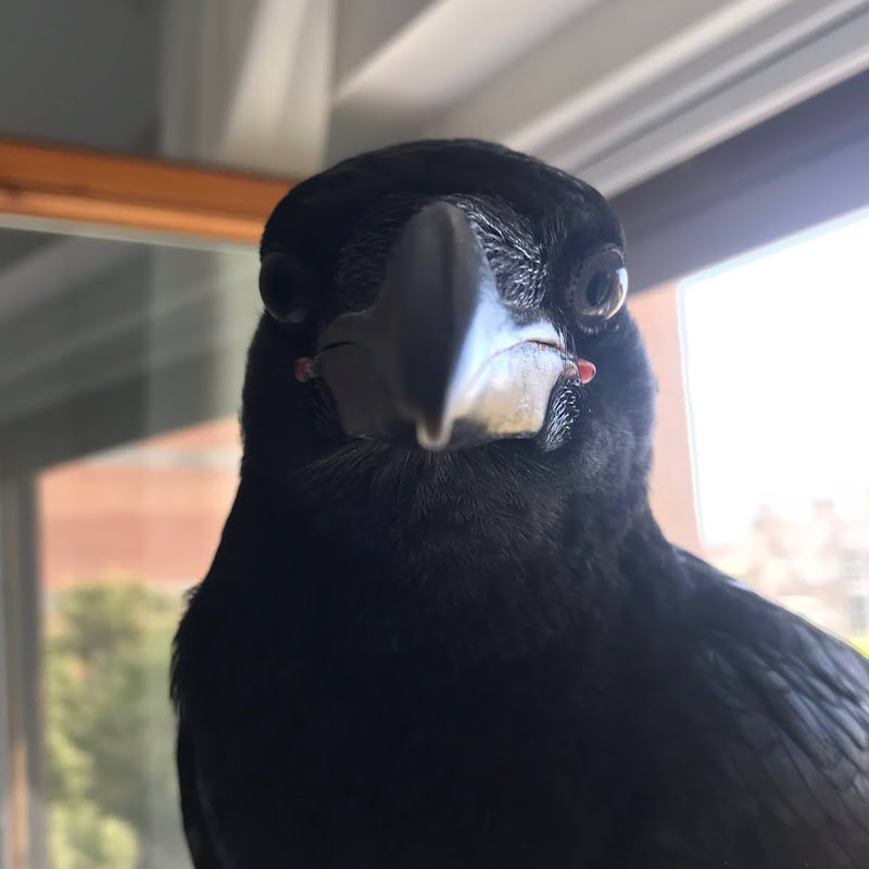 Vanta The Raven