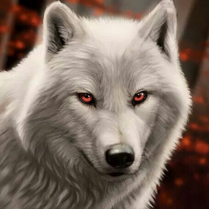 WOLFGANG🐺🐺