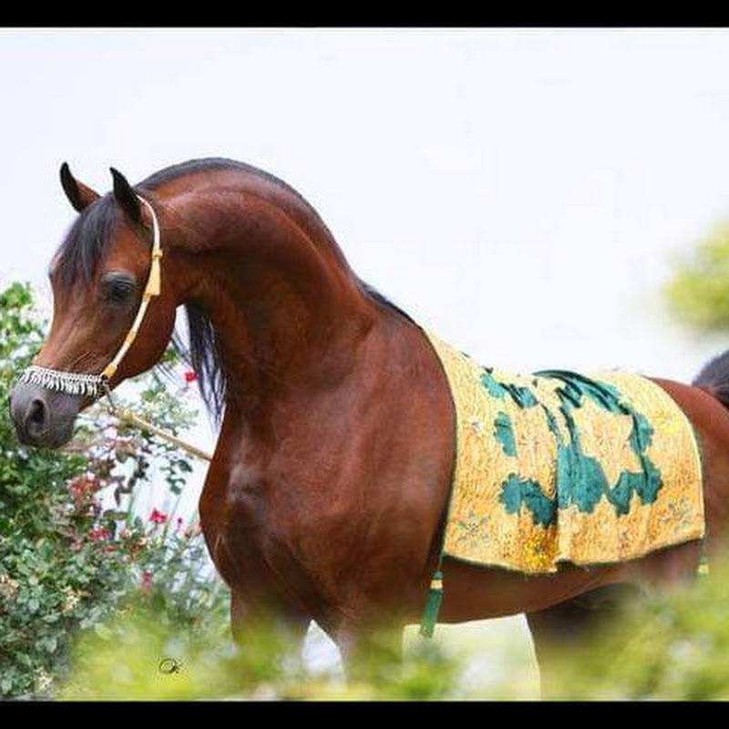 الماسة للخيول Horse Lover