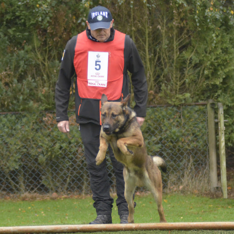 AM Training Kennels Alan Mc Adams