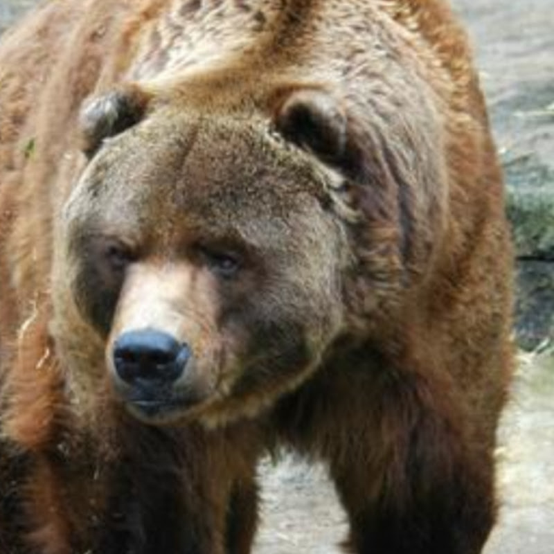 Je Suis LE GRIZZLY