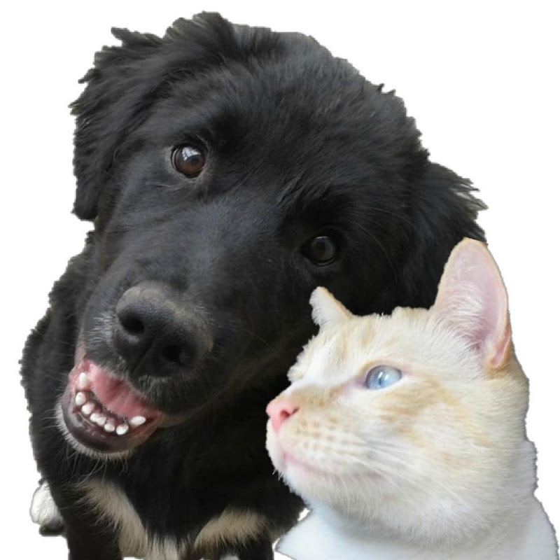 Furry Gurus