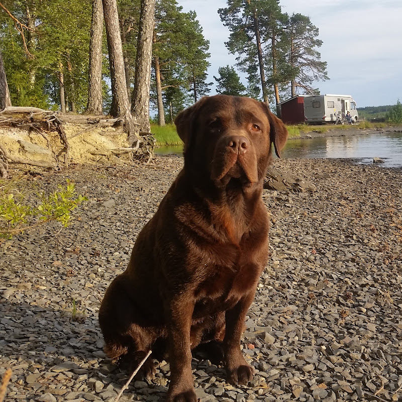 Tip De Bruine Labrador