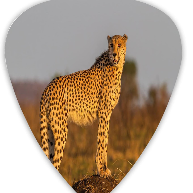 Animal Sound And Guitar