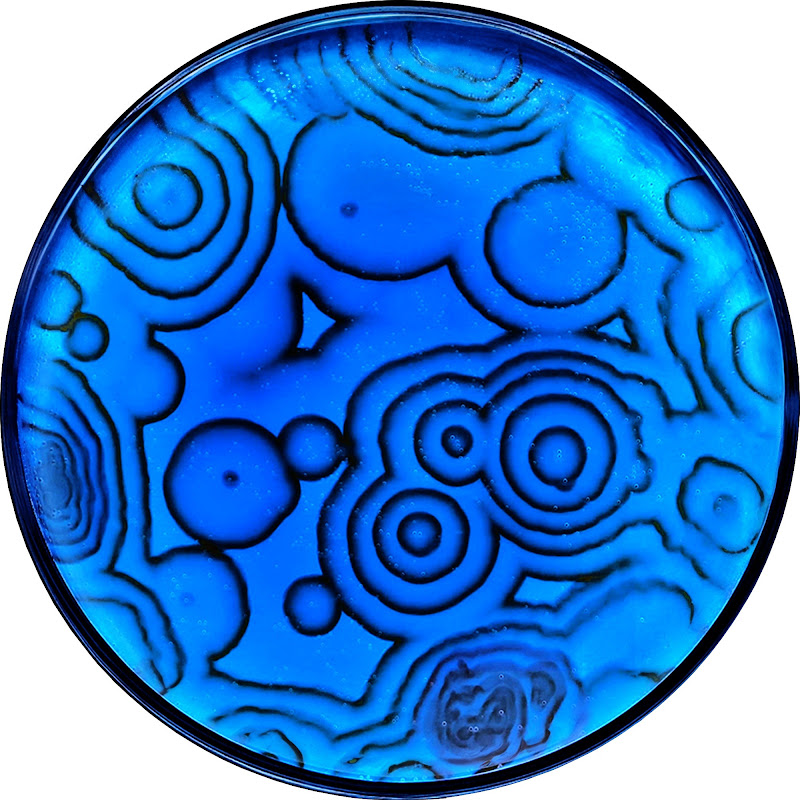 NileBlue
