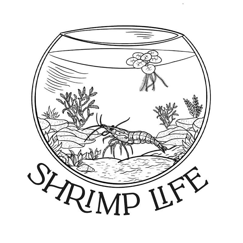 Shrimp Life