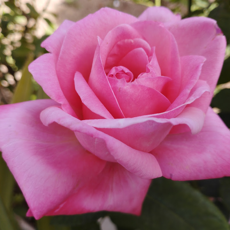 Rosas E Borboletas