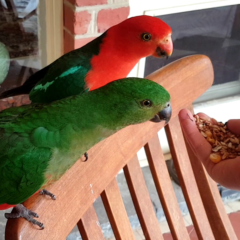 Backyard Birds Of Australia