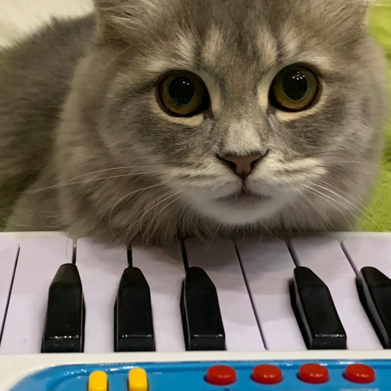 Dreamy Kitten