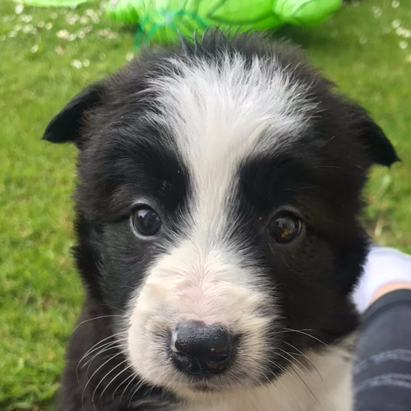 Lexi - The Border Collie
