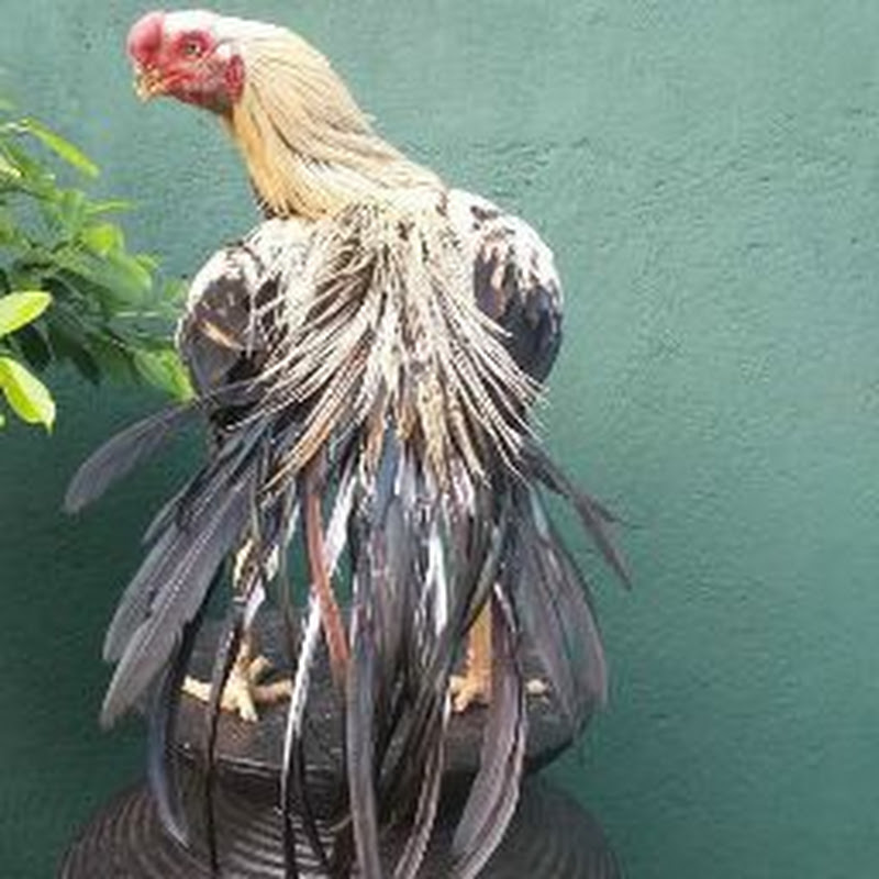 Parrot Nose Aseel Rooster