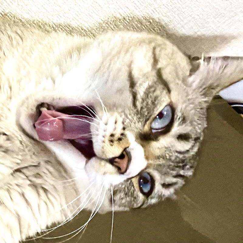 チャック Chuck『ねこチャックの日常』