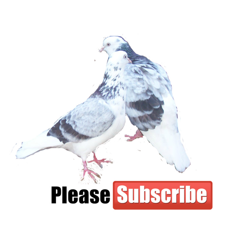 Pigeons High-flying