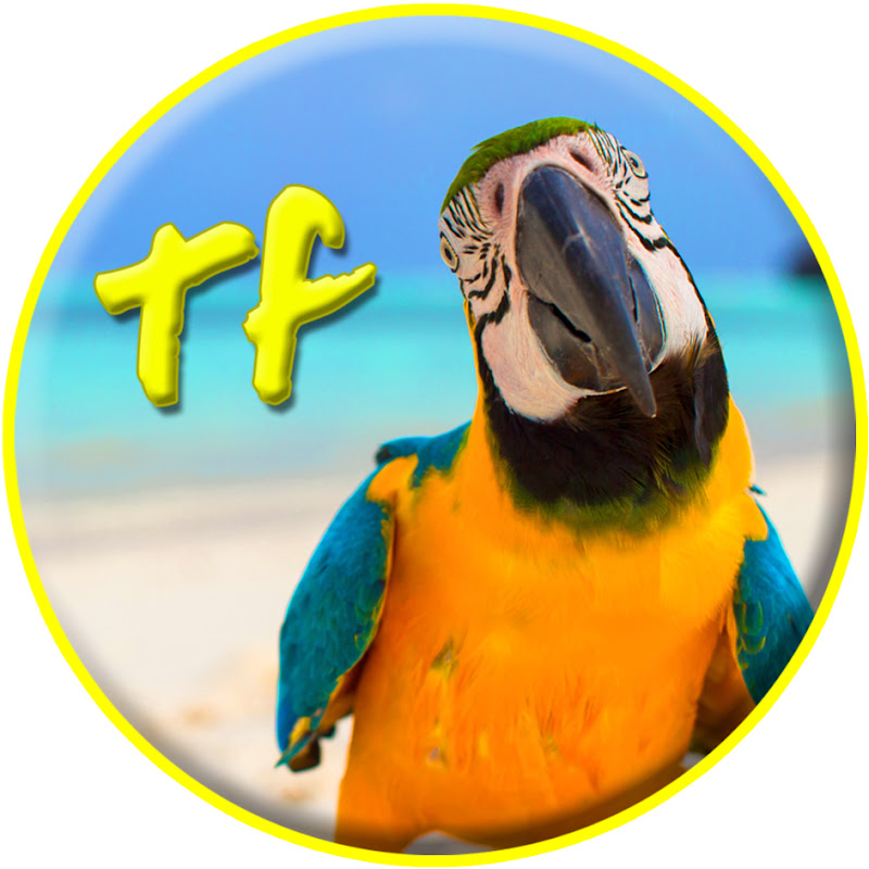 Traveling Faze