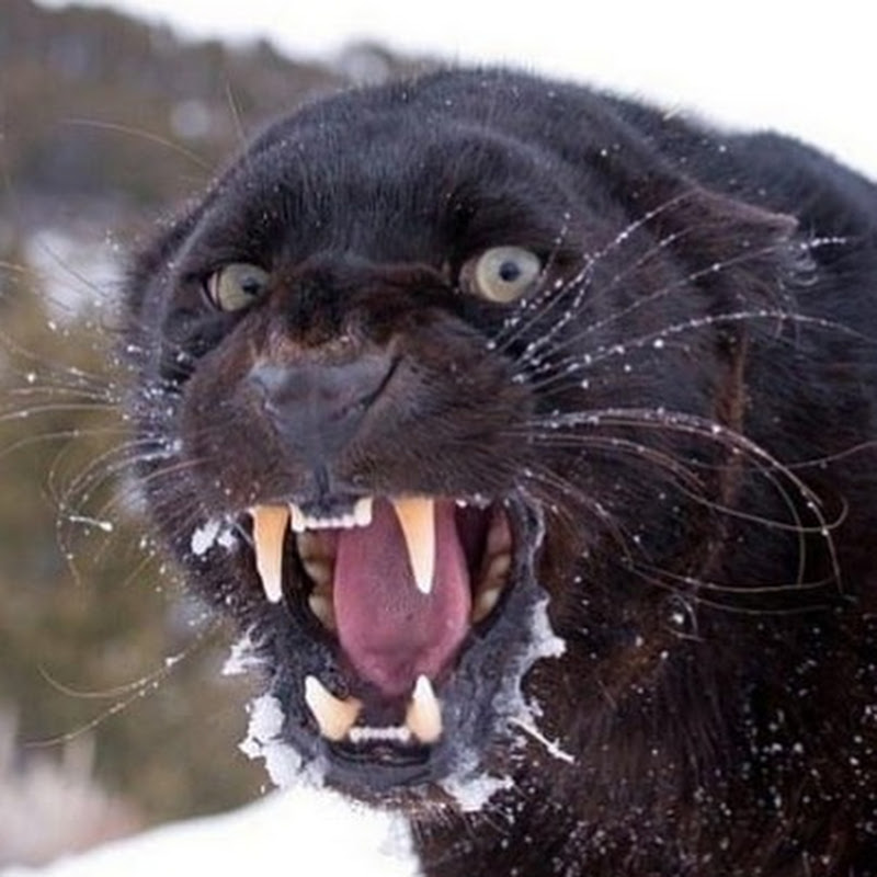 Panther Draws