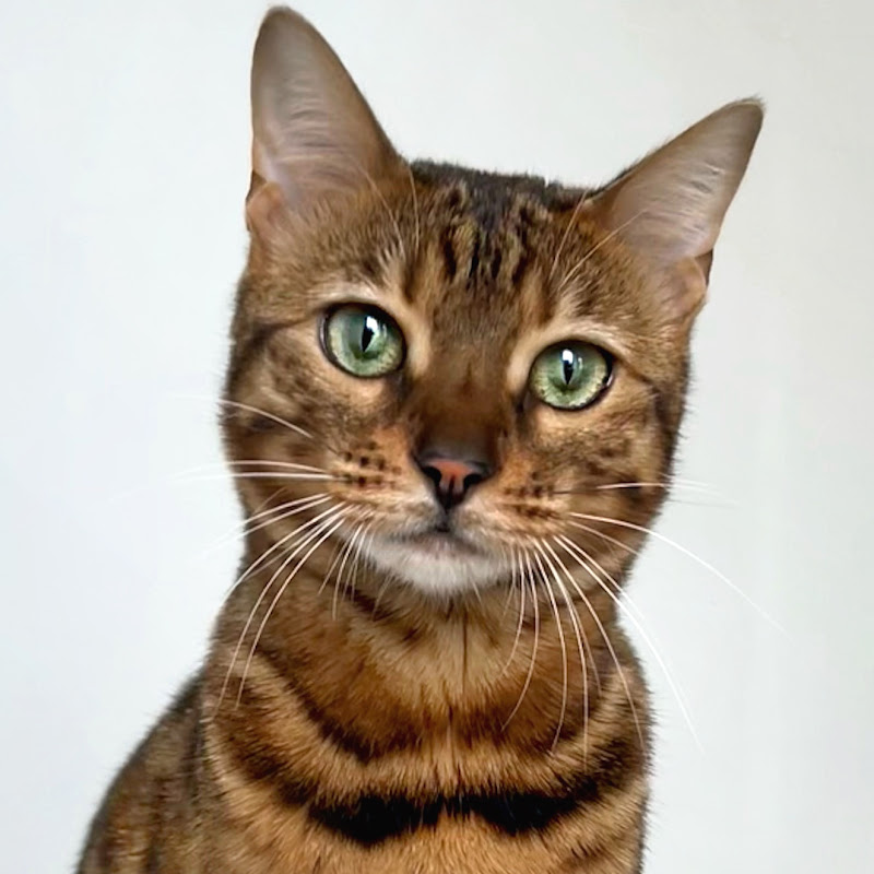 Bengal Mimi