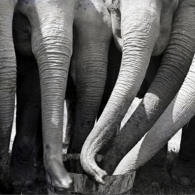 Animal Diversity Uacag
