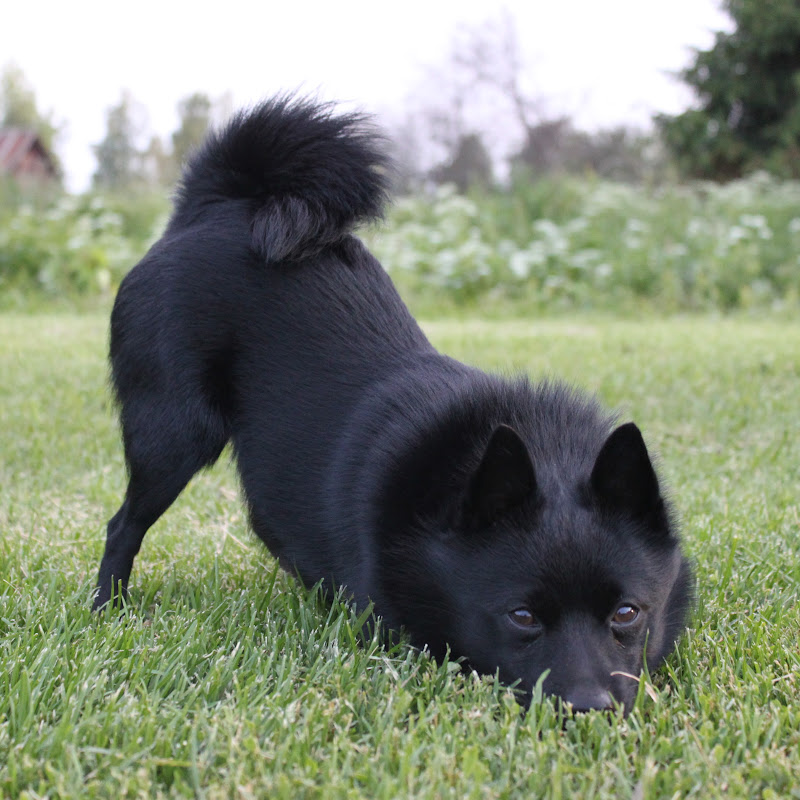 Jekku Schipperke