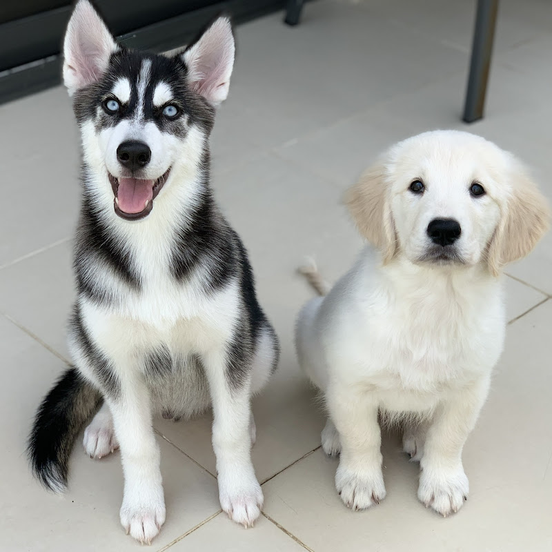 Max & Milo