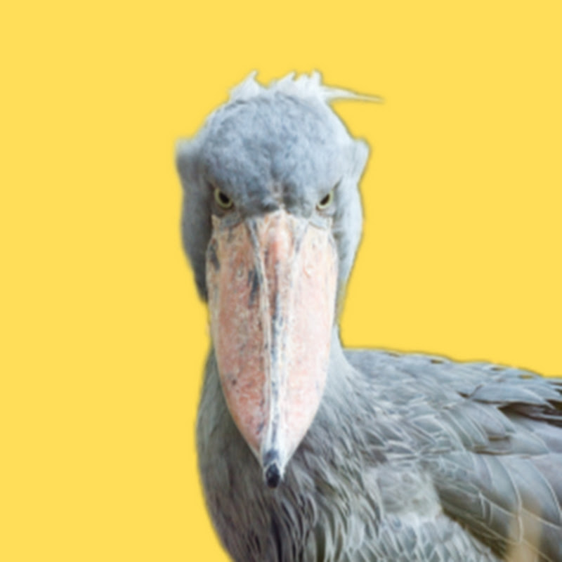Peep