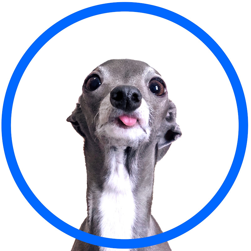 Tika The Iggy