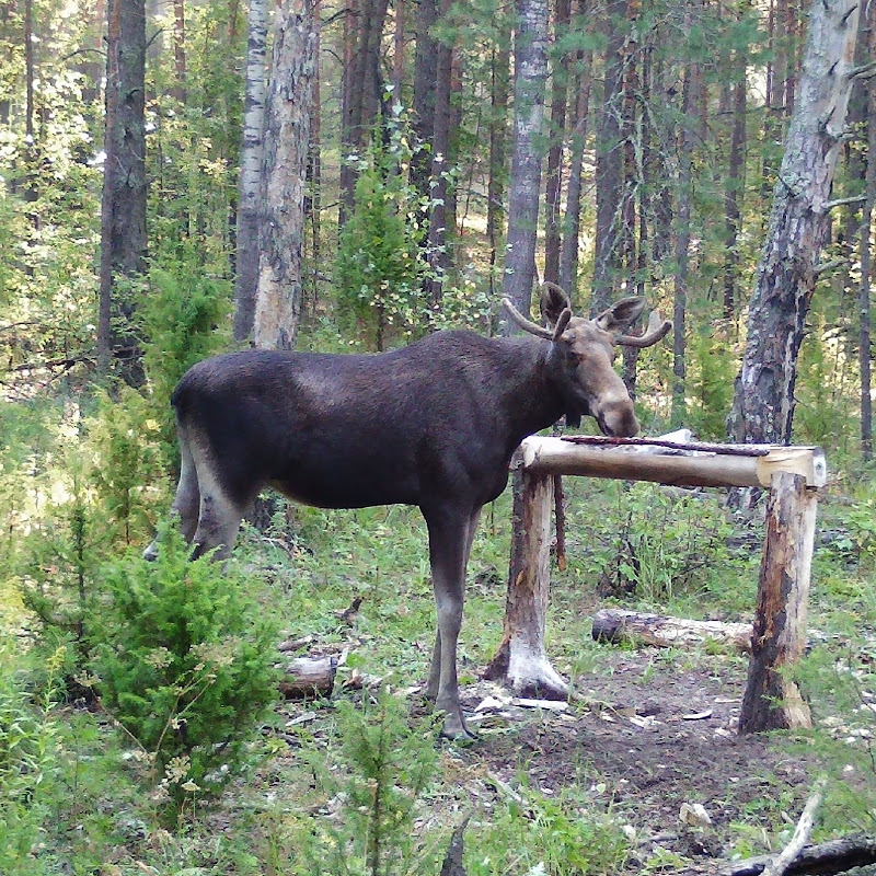 Ruslan in the Woods