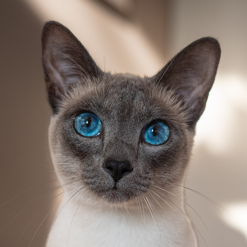 Archie The Cat