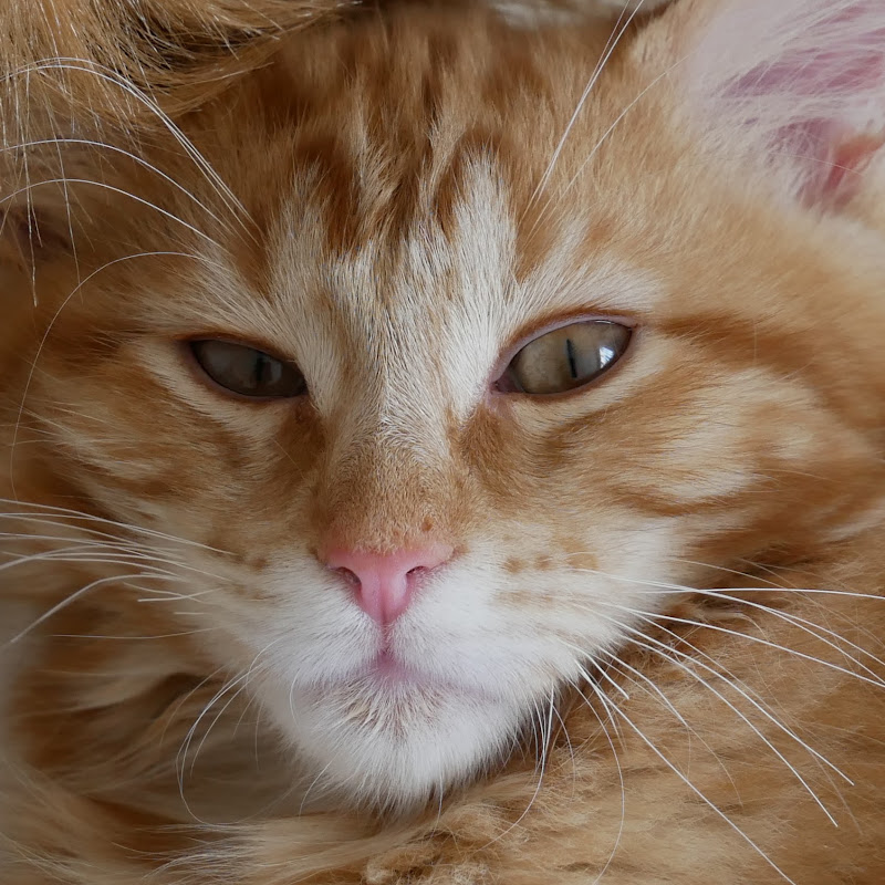 Merlin The Maine Coon