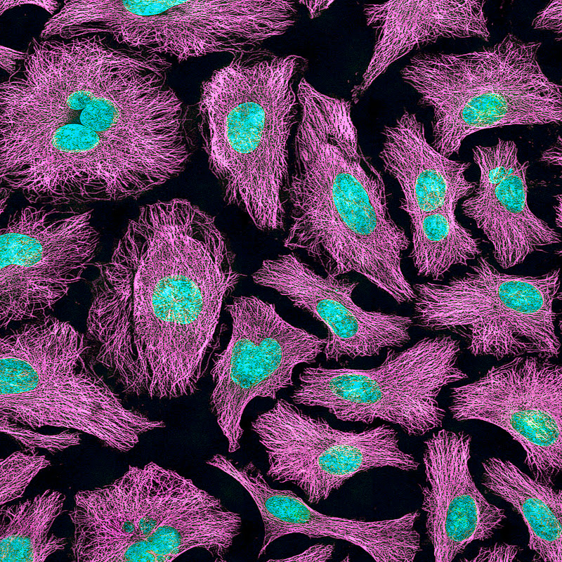 Every Cell A Universe