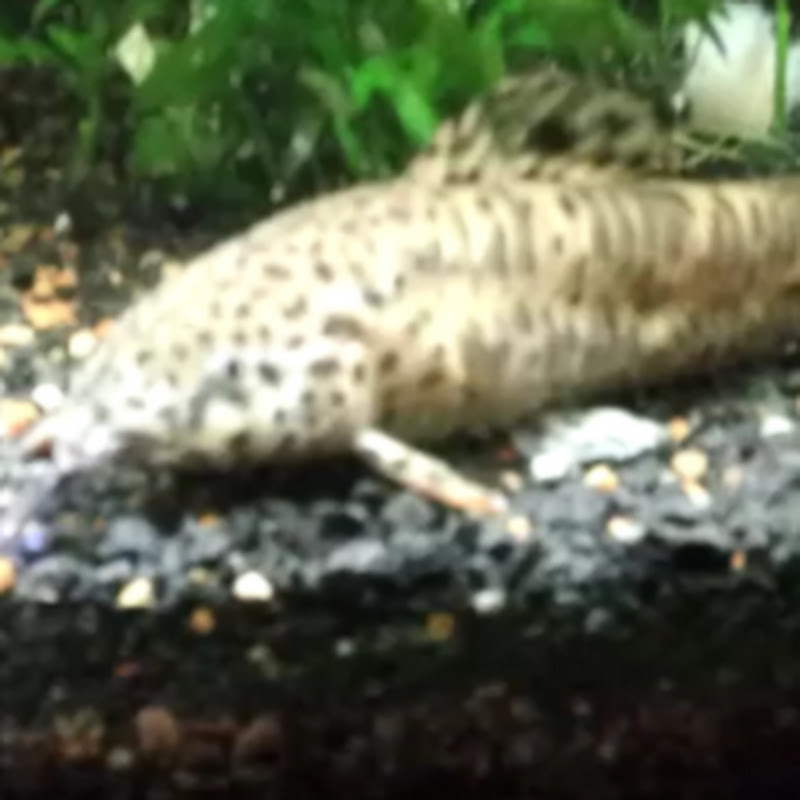Aussie Aquatic