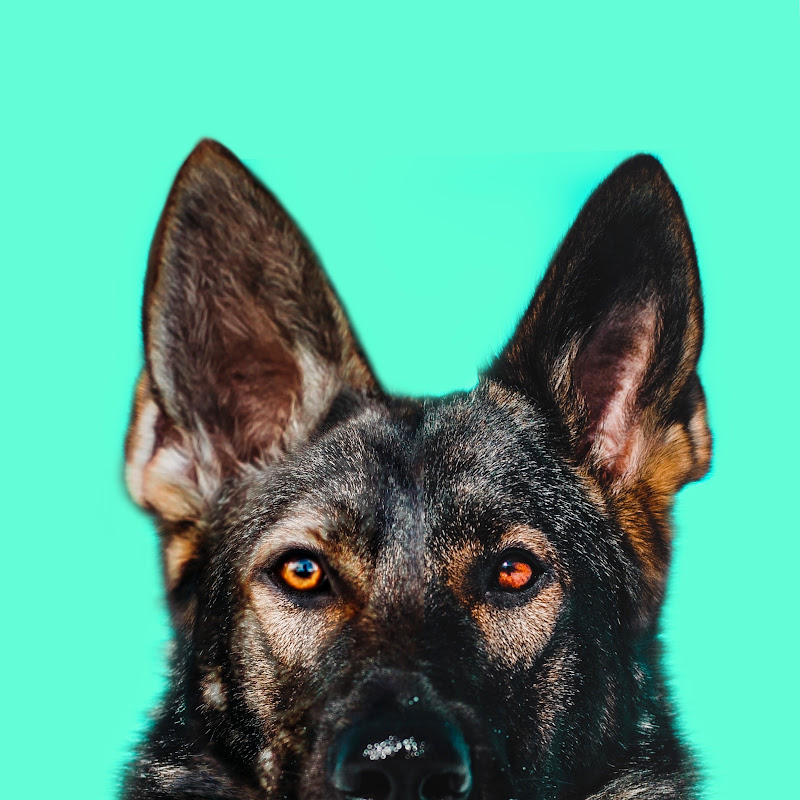 Jade The Sable GSD