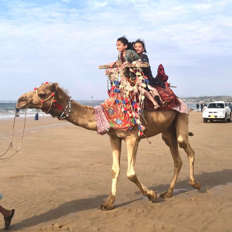 Gulf Camel