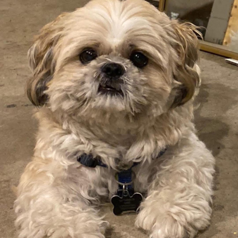 Mike the Shihtzu