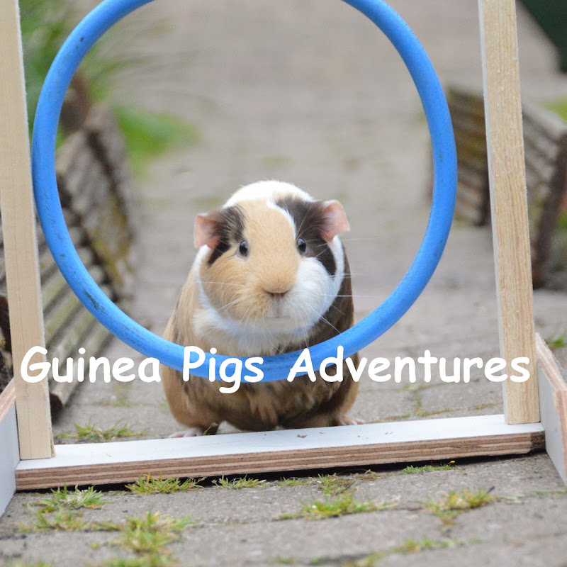 Guinea Pigs Adventures