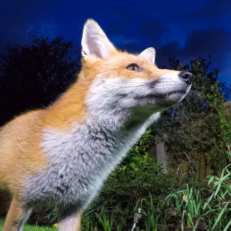 Steve Downer - Wildlife Cameraman
