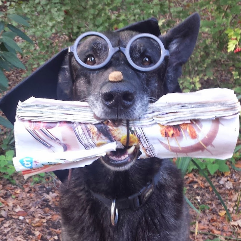 Dog School