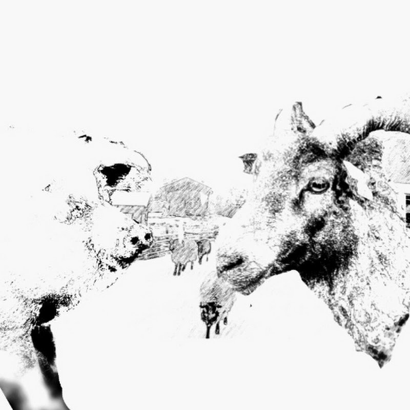 Wild and Woolly